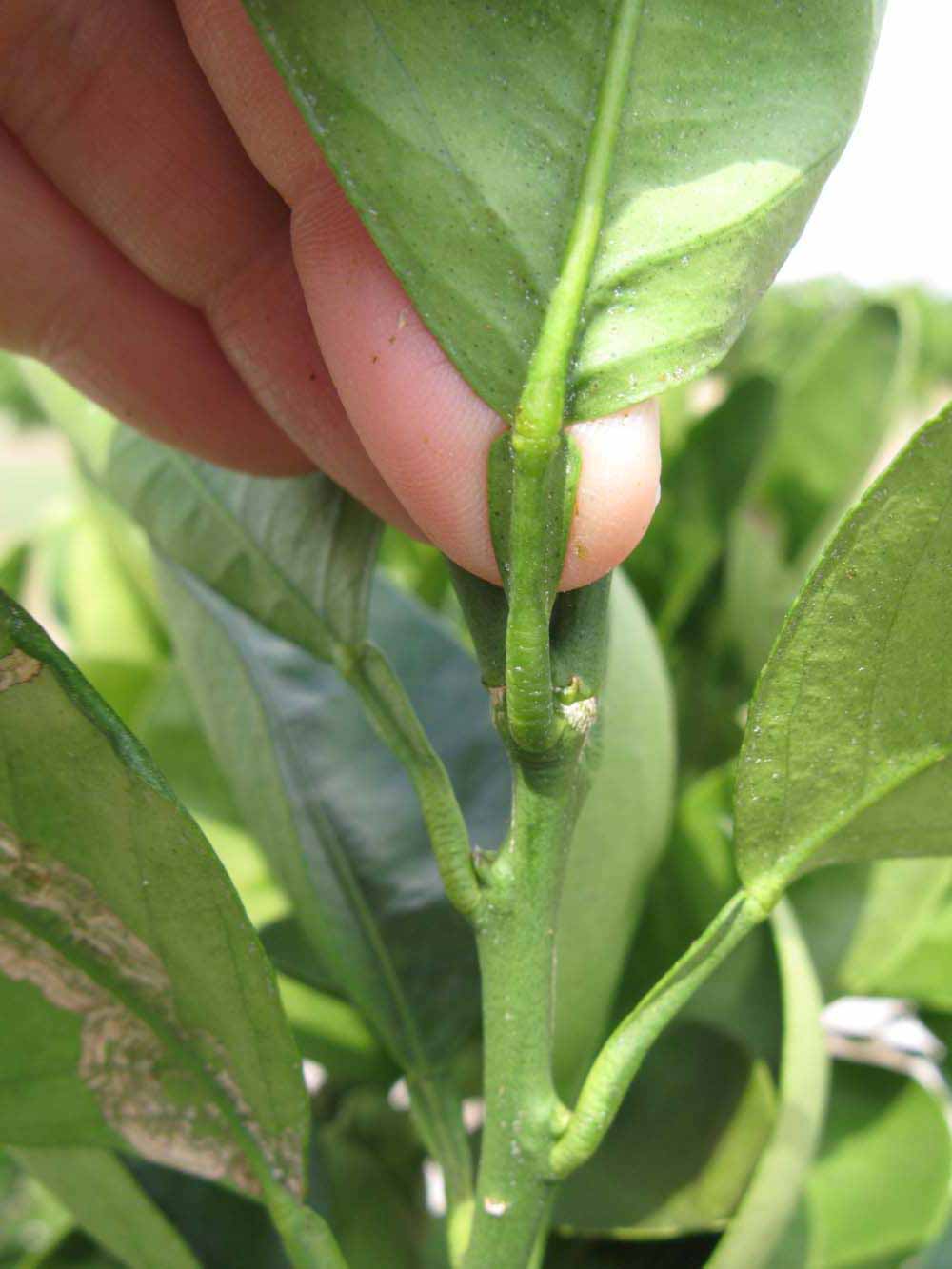              Petiole (Winter Haven, FL)       